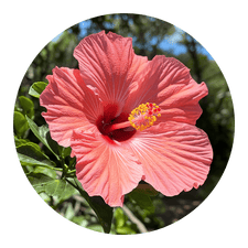 Hibisco (Hibiscus rosa-sinensis)