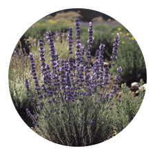 lavanda Lavandula spp