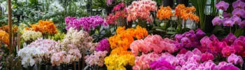 flores da prosperidade