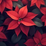 Poinsettia