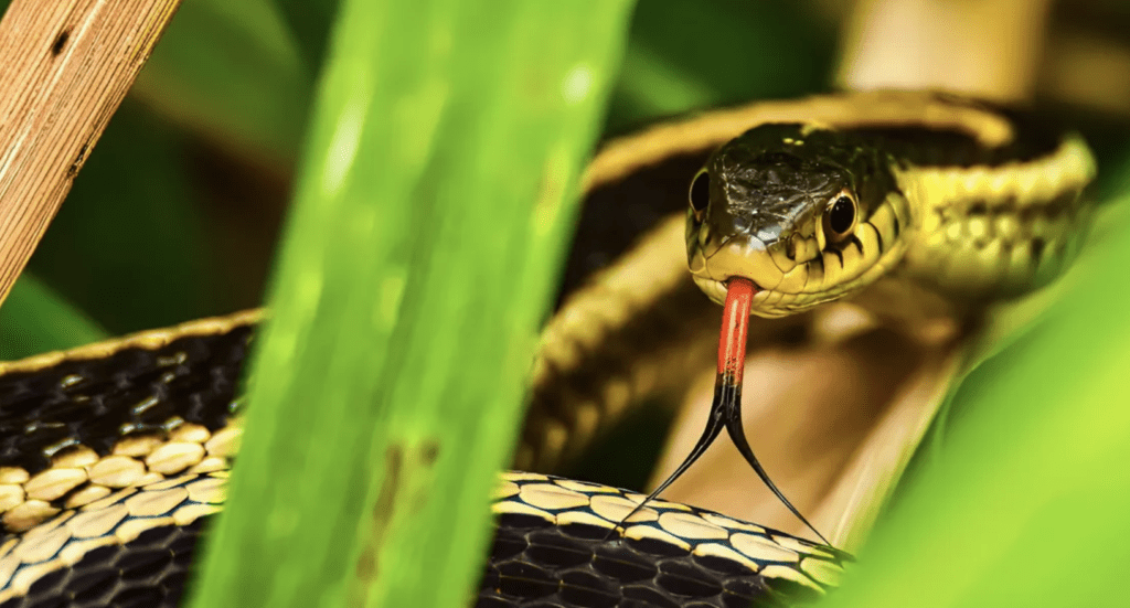 plantas que repelem cobras