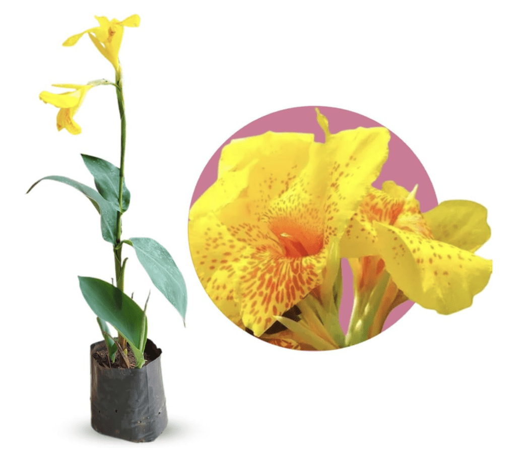 Muda de Biri Amarelo Cana Índica Bananeirinha 