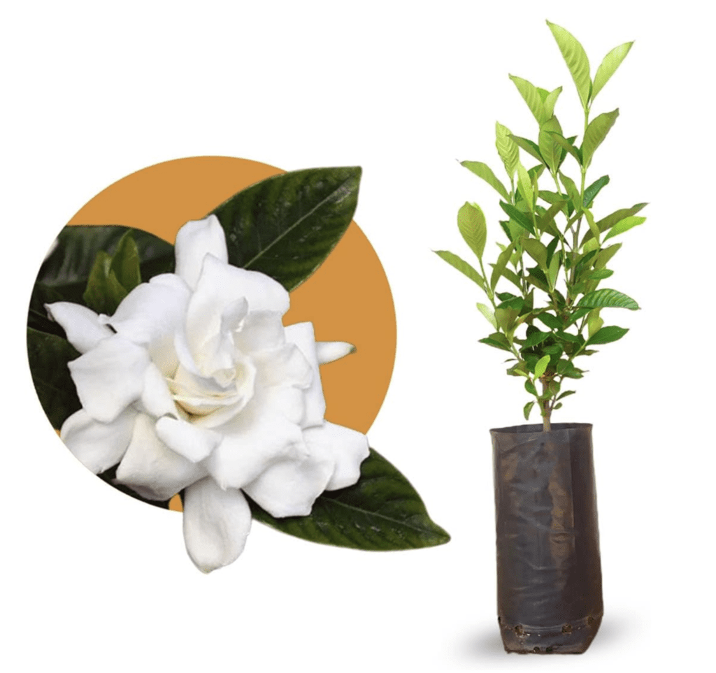 Muda de Jasmim Gardênia - Jasmim do Cabo com Flores Cheirosas