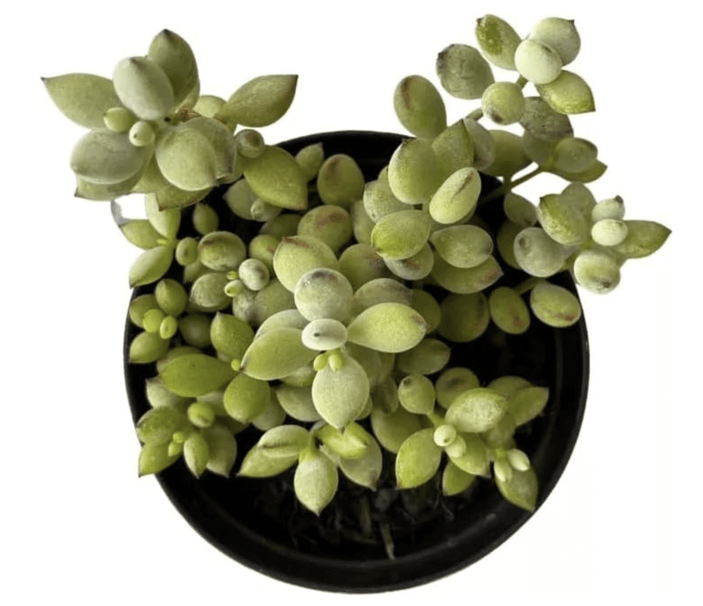 Suculenta Cotyledon Pendens