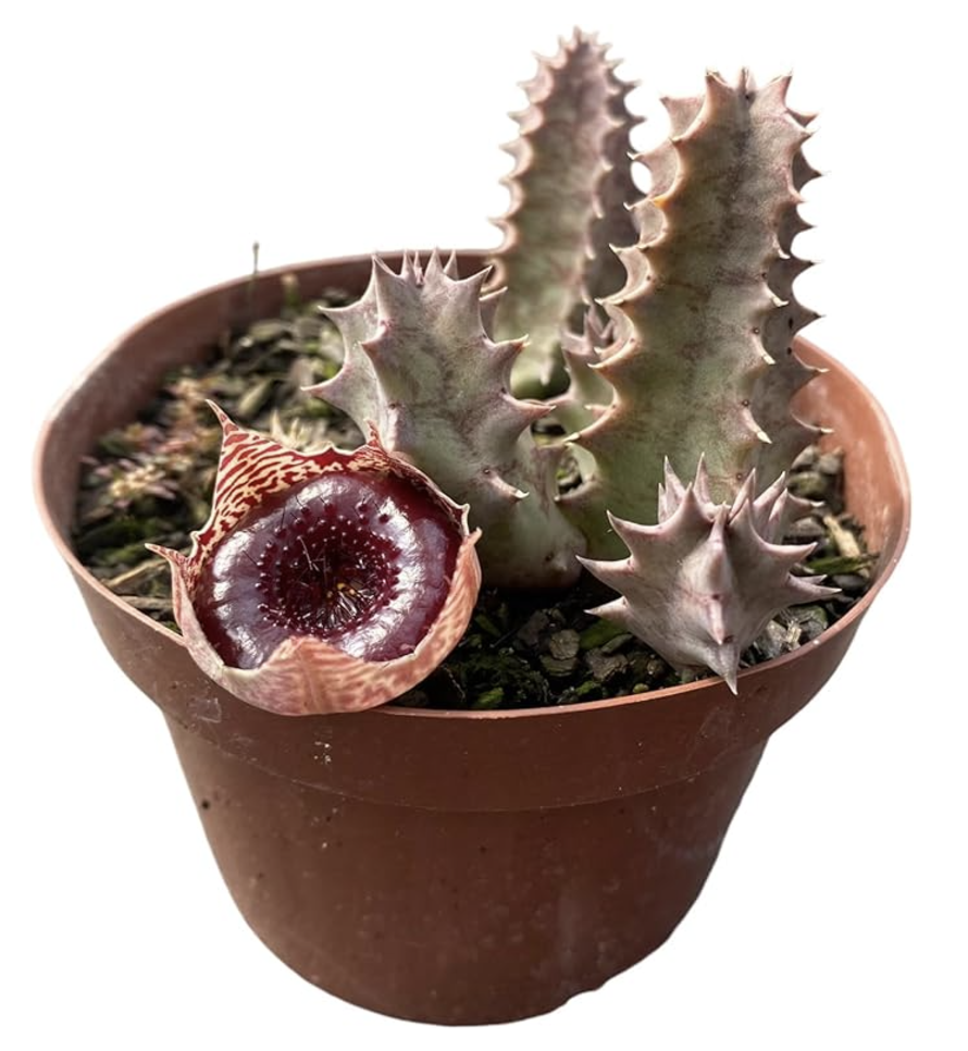 Suculenta Huernia Transvalensis