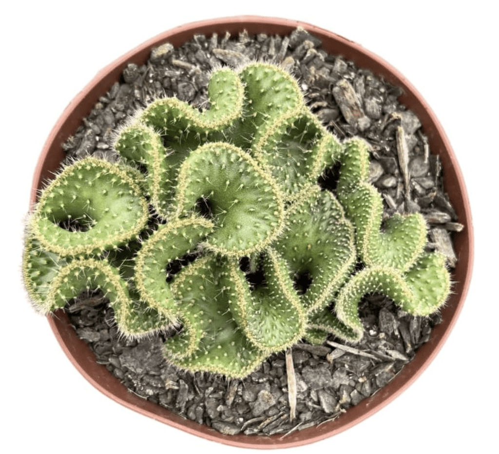 Cactos Cérebro Verde 