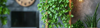 especies de jiboia