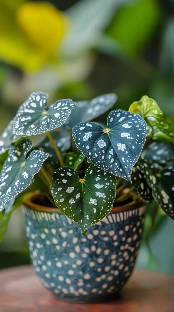 begonia