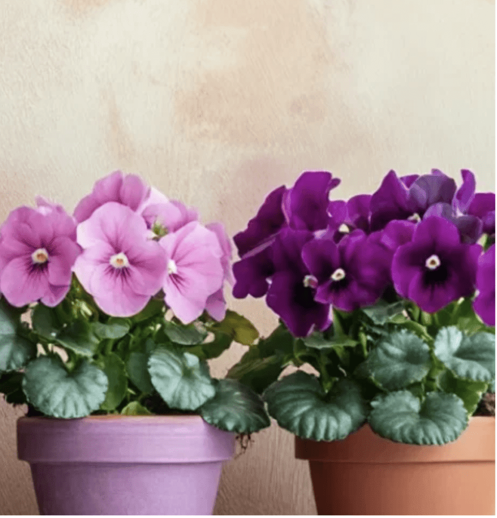 violetas