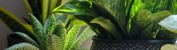 plantas no vaso