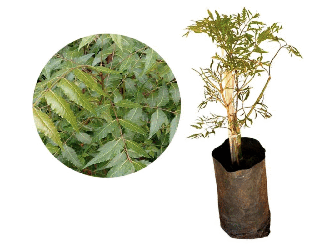 Arvore da Felicidade Planta