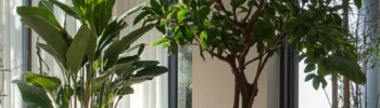 arvores pequenas para vasos