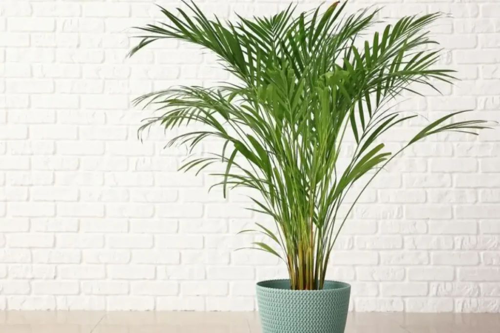 areca bambu