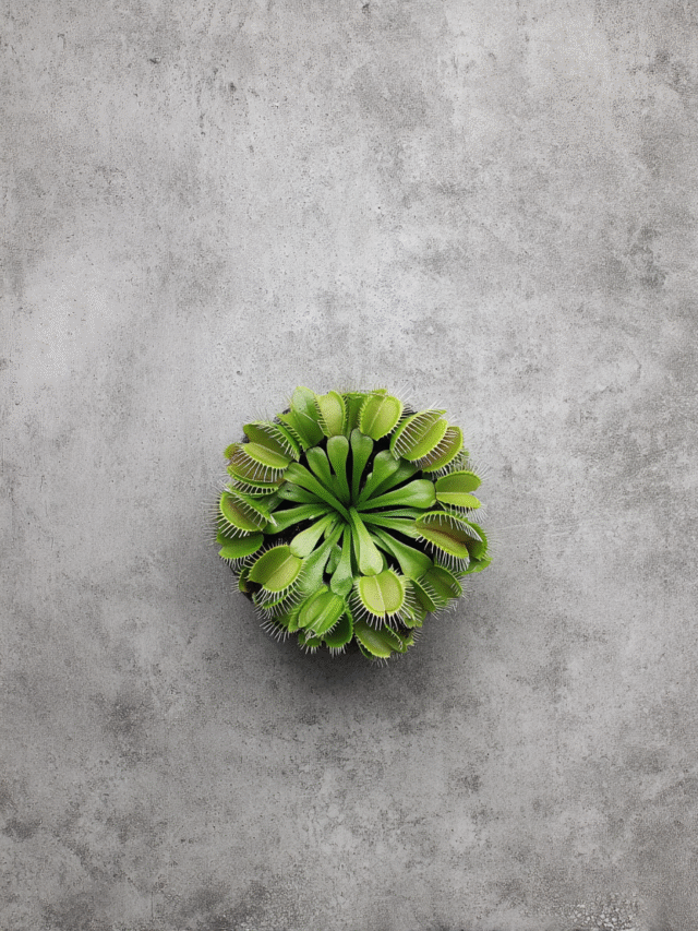 jebo80._A_top-down_view_of_a_Venus_flytrap_centered_on_a_raw_co_13429b2c-f9ea-4a98-b2c6-4487c8c3f47d