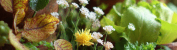 jardinagem caotica