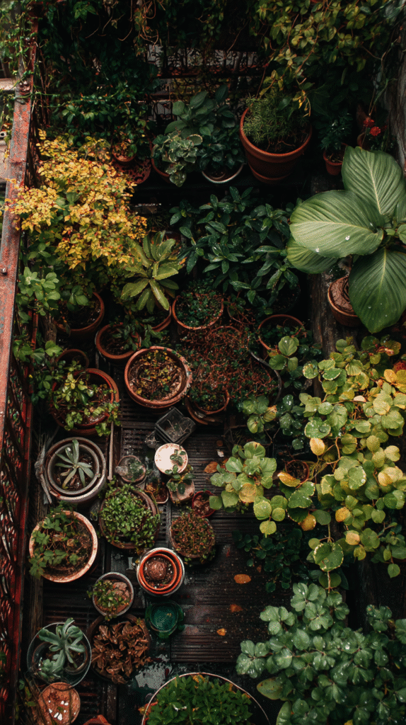 jardinagem caotica