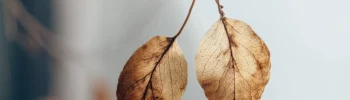 plantas no inverno