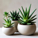 MELHORES SUCULENTAS SEM SOL DIRETO