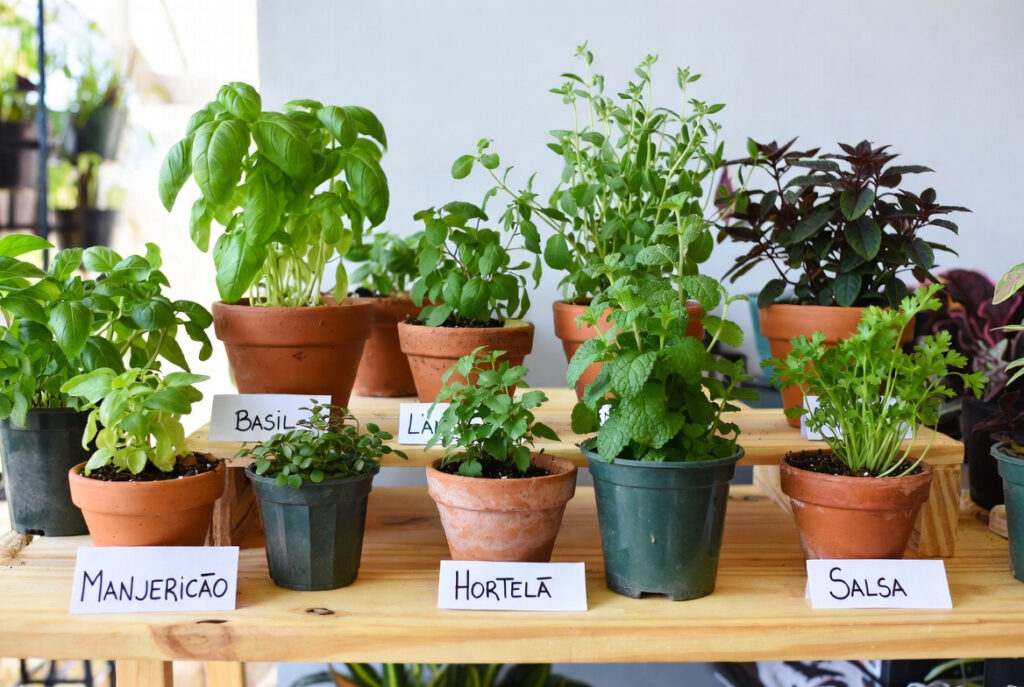 plantas comestiveis faceis de cultivar