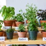 plantas comestiveis faceis de cultivar