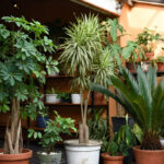 árvores em vasos na sombra