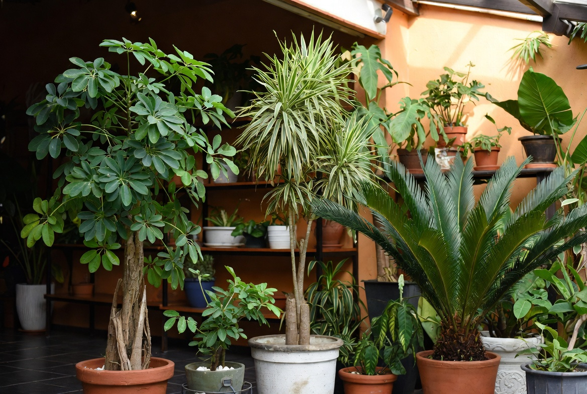 árvores em vasos na sombra