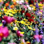 flores com crescimento rapido