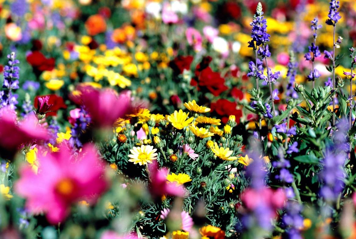 flores com crescimento rapido