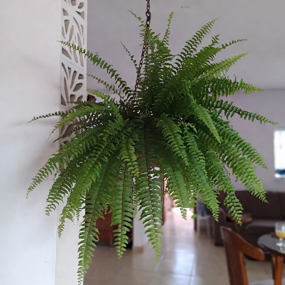 como cuidar de samambaias