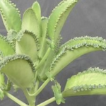 Kalanchoe