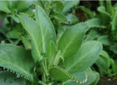 Captura de Tela 2026 03 03 as 13.43.19