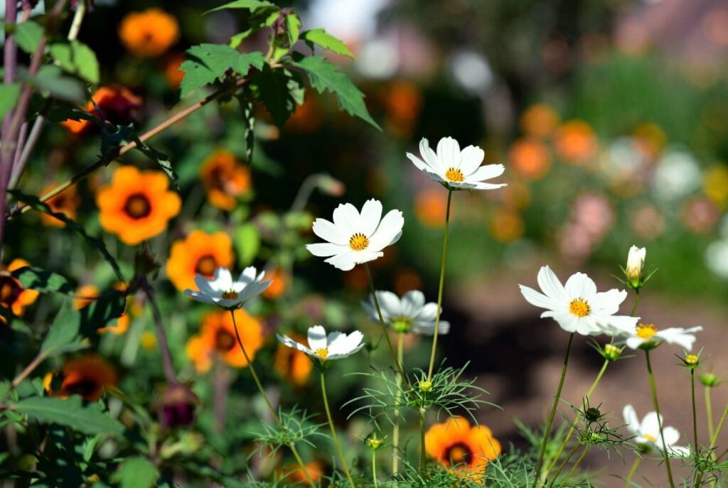 d08cc81e 4af0 4466 a400 897aa32686e4