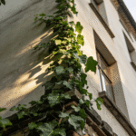 hera, a planta que sobe no muro