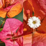 bougainvília, buganvília