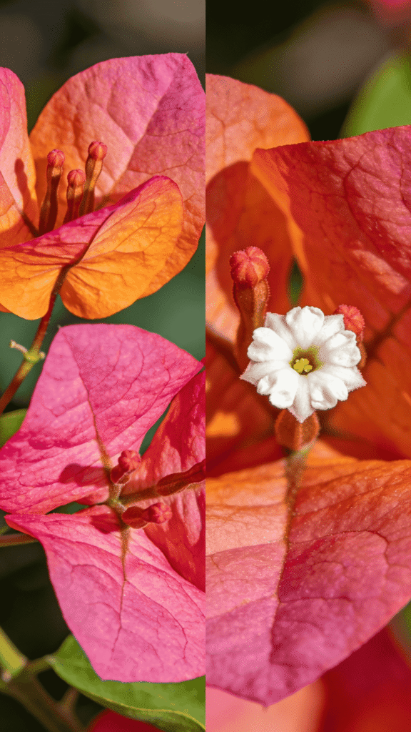 bougainvília, buganvília