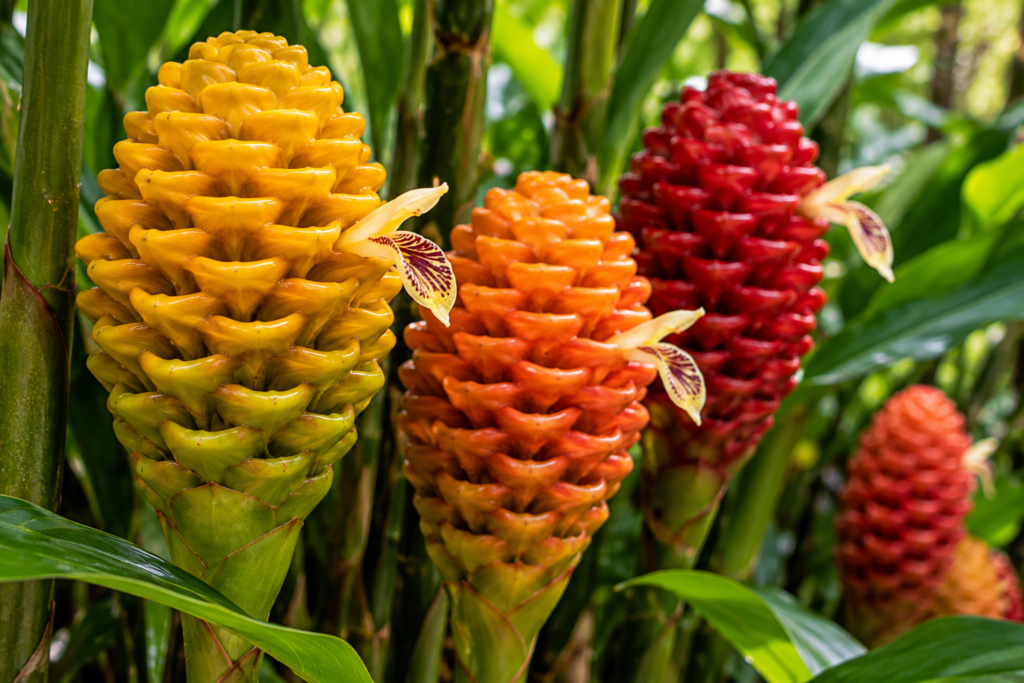 Cones Tropicais em Flor no Jardim